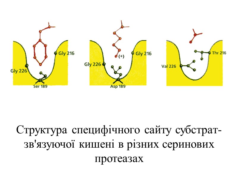 Структура специфічного сайту субстрат-зв'язуючої кишені в різних серинових протеазах
